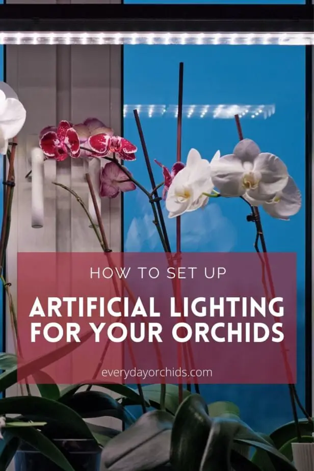 Orchids growing under artificial light