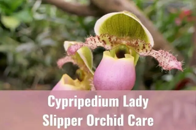 Close up of pink Cypripedium Lady Slipper flower