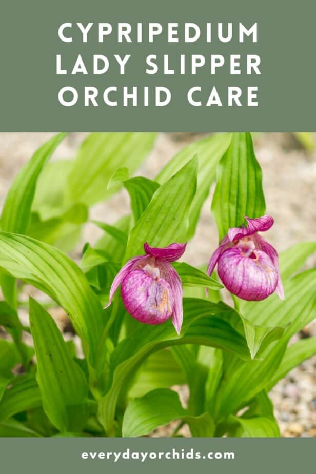 Pink Lady Slipper orchids outdoors