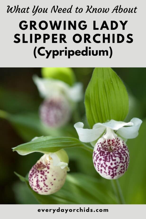 Spotted Lady Slipper Orchid flowers