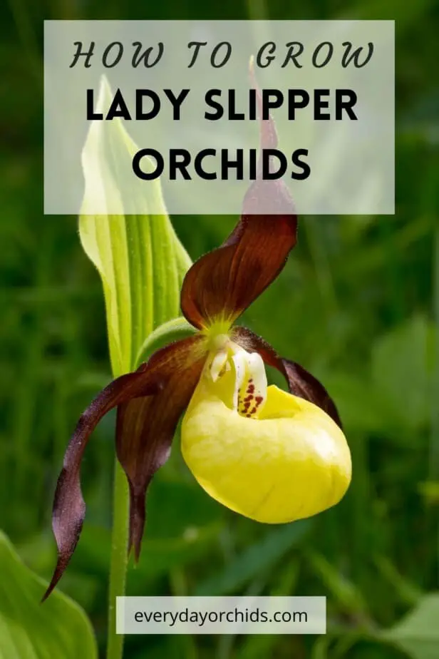 Yellow and burgundy Lady Slipper Cypripedium bloom