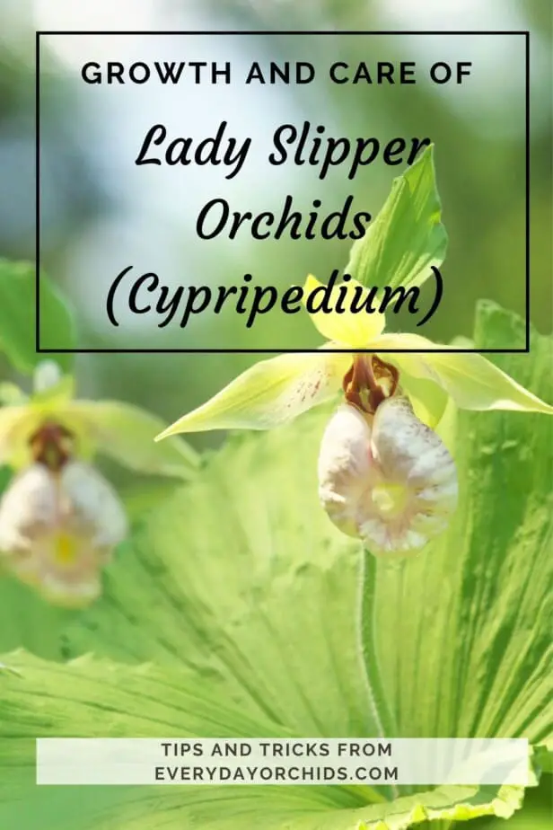 Yellow and white Lady Slipper (Cypripedium) orchid blooms