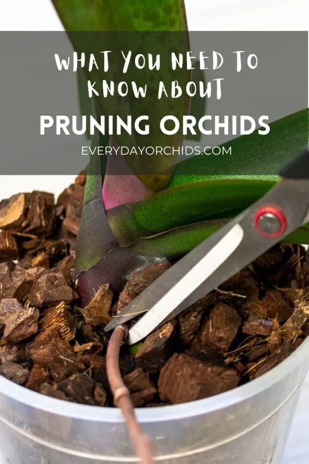 Person pruning orchid stem