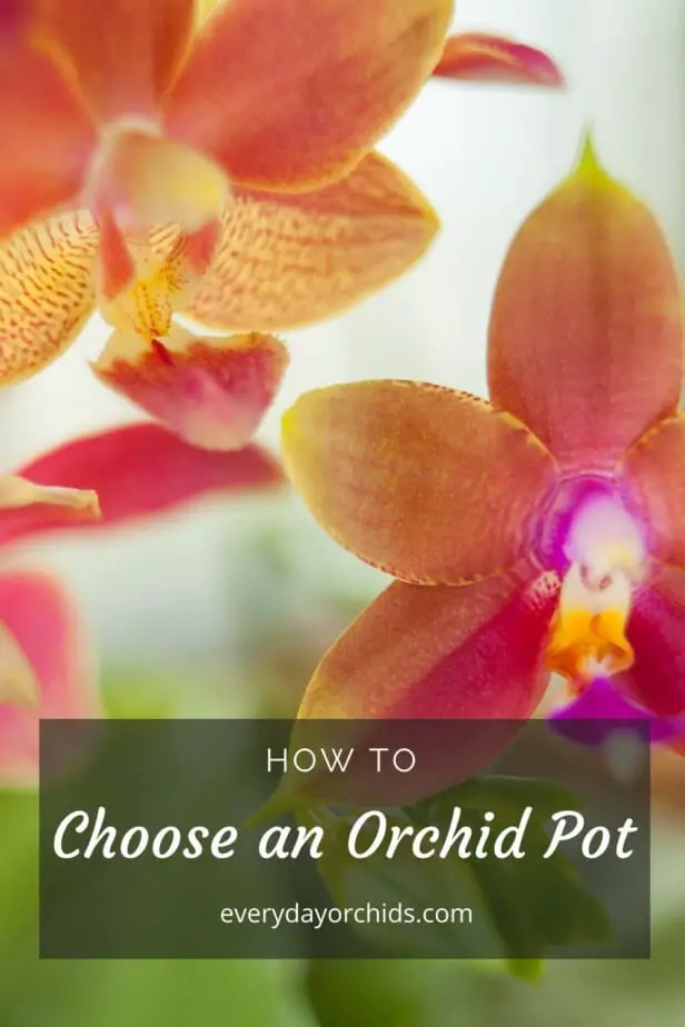 Orange and pink orchid blooms