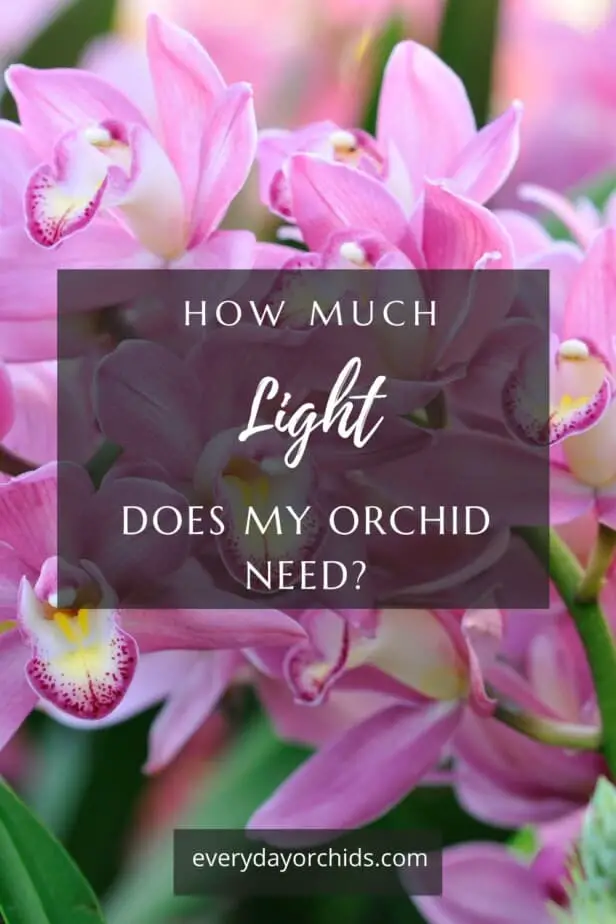 Cymbidium orchid in bright light