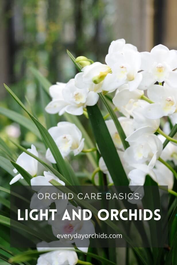 White orchid flowers outdoors