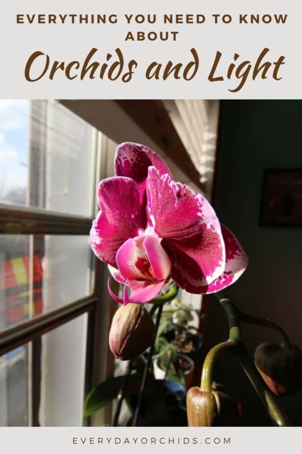 Orchid sitting on a windowsill in the light