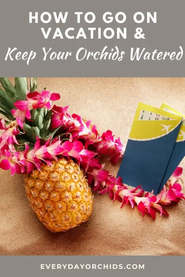 Pineapple, orchids, vacation