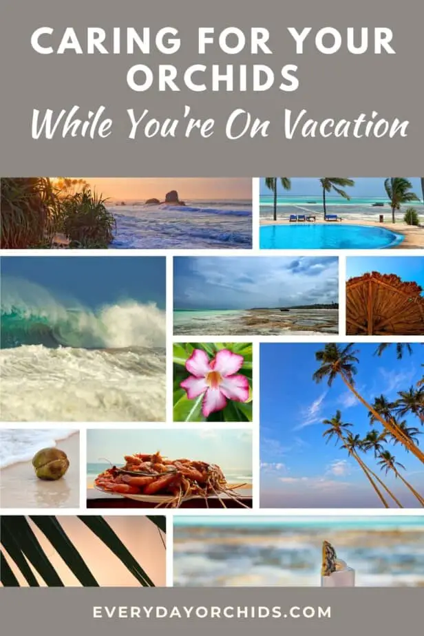 Collage of vacation pictures