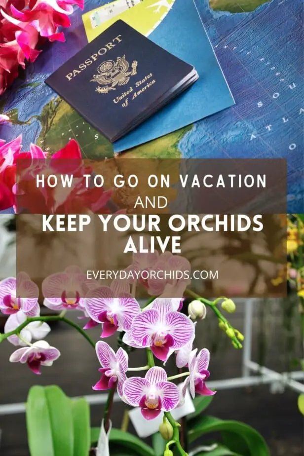 passport for going on vacation, orchids
