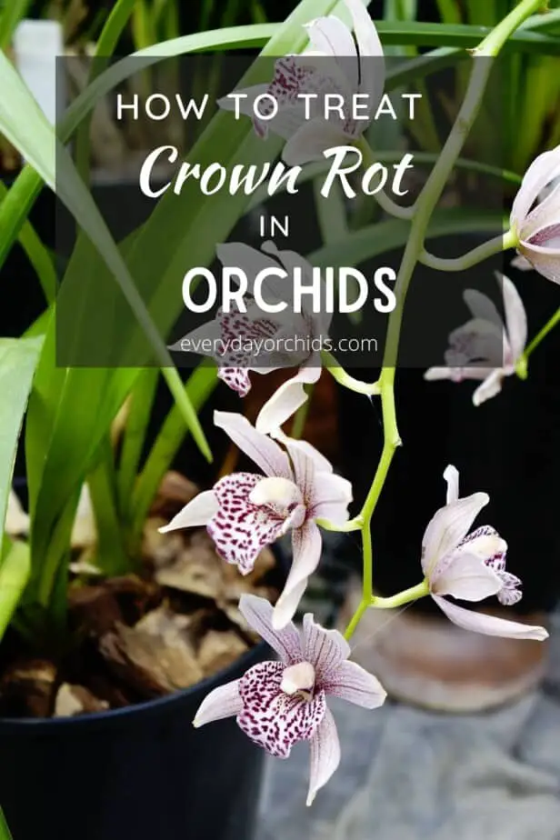 Orchid plant with flowers, no crown rot