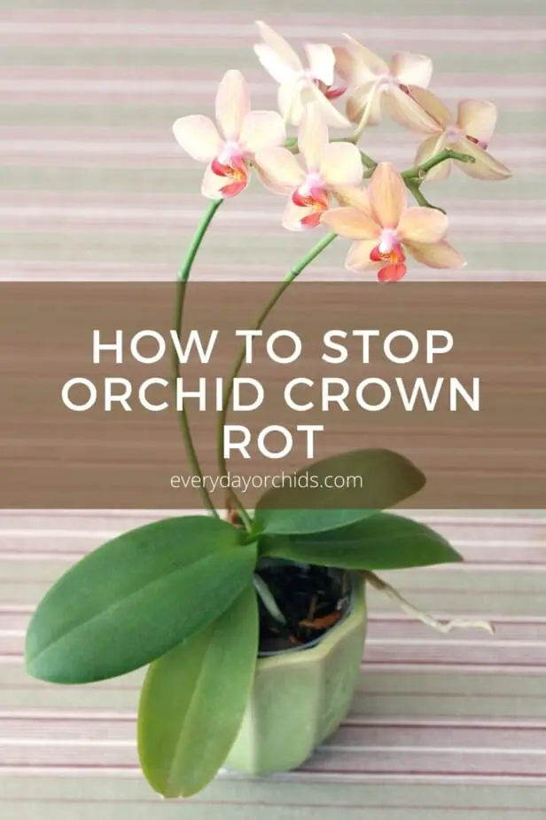 Peach colored orchid in pot without crown rot