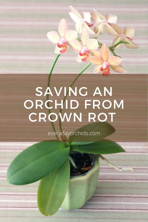 Phalaenopsis orchid without crown rot