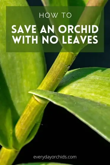 How To Save An Orchid With No Leaves Everyday Orchids