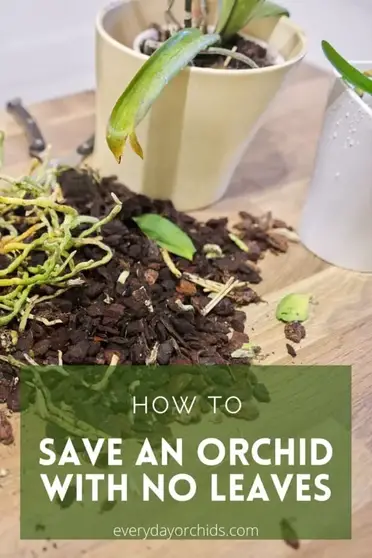 How To Save An Orchid With No Leaves Everyday Orchids