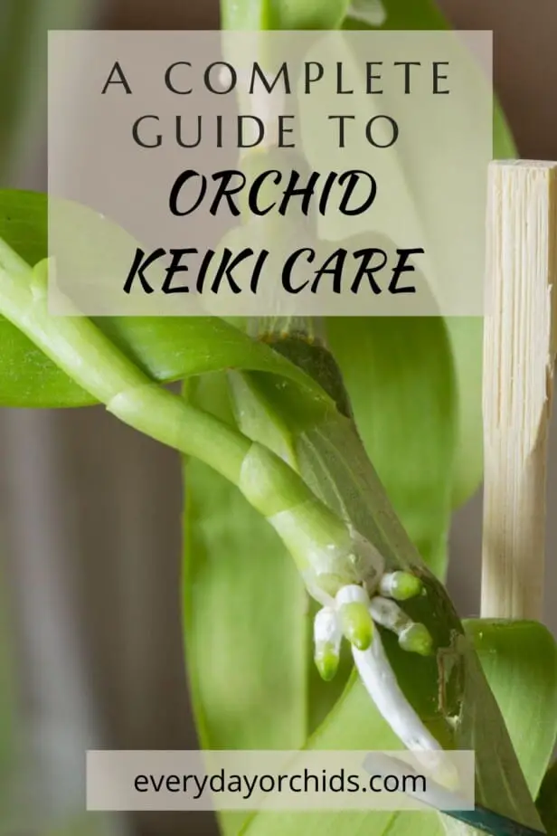 Close up of orchid keiki growing on an orchid cane