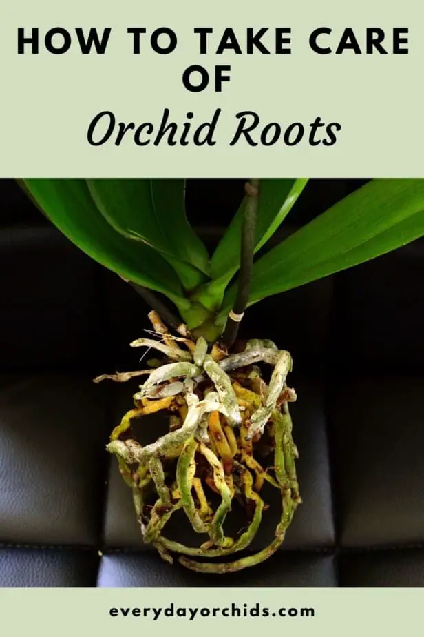 Orchid roots