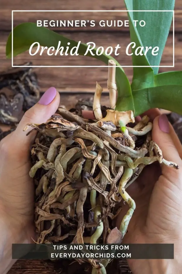 Person holding an orchid and inspecting the roots