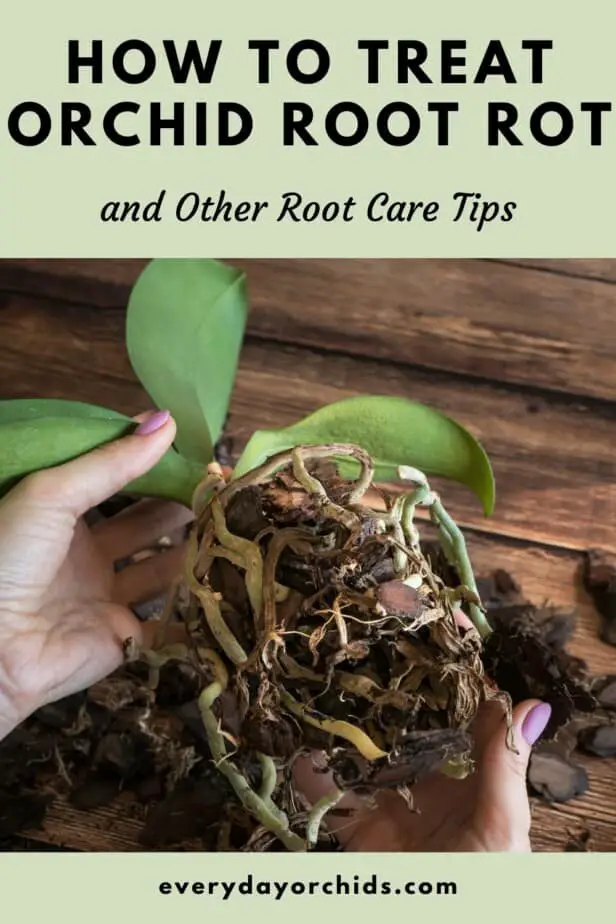 Person holding orchid and looking at roots with root rot