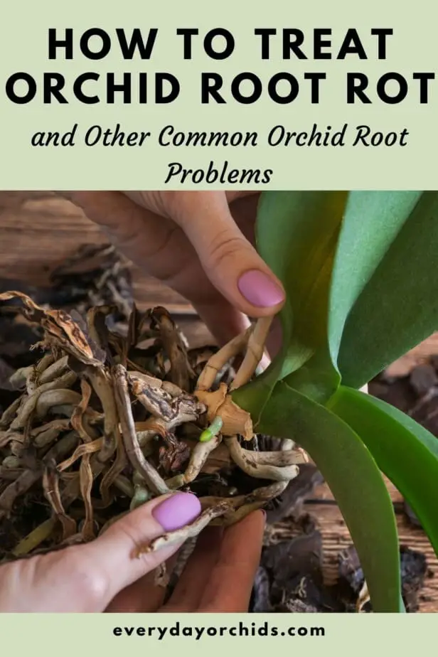 Person holding an orchid and inspecting the roots with root rot