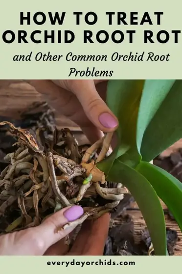 How To Treat Orchid Root Rot And Other Root Care Tips Everyday Orchids