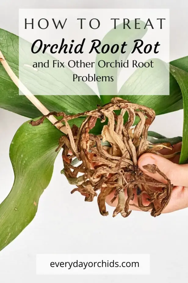 How To Treat Orchid Root Rot and Other Root Care Tips - Everyday Orchids