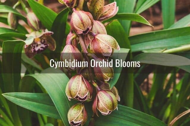 Multiple Cymbidium orchid blooms on a single spike