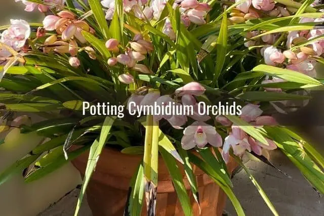 Cymbidium Orchids in a Large Pot Outdoors