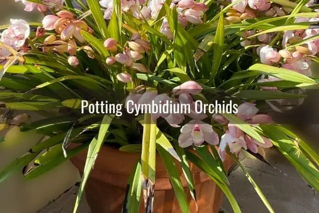 How To Care For Your Cymbidium Orchid Everyday Orchids 