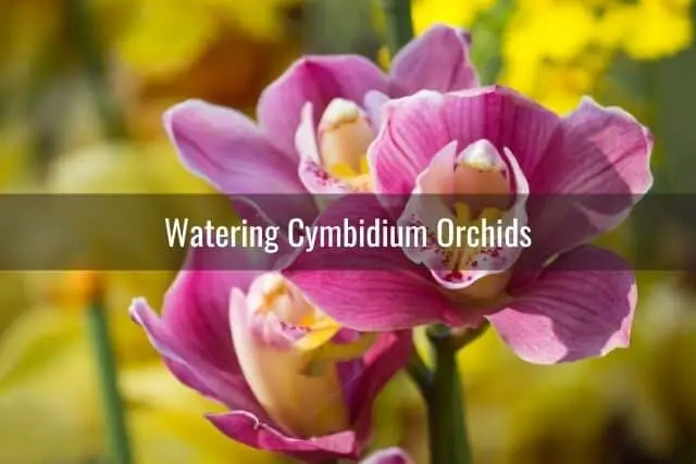Pink and Yellow Cymbidium Orchids