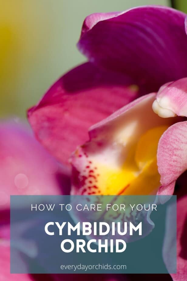 How To Care For Your Cymbidium Orchid Everyday Orchids 