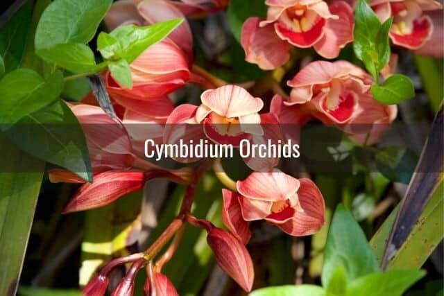 Salmon pink Cymbidium orchids