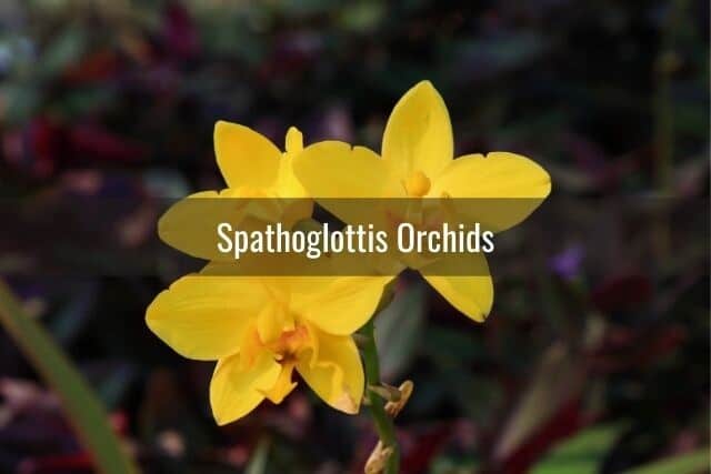 Yellow Spathoglottis orchid blooms