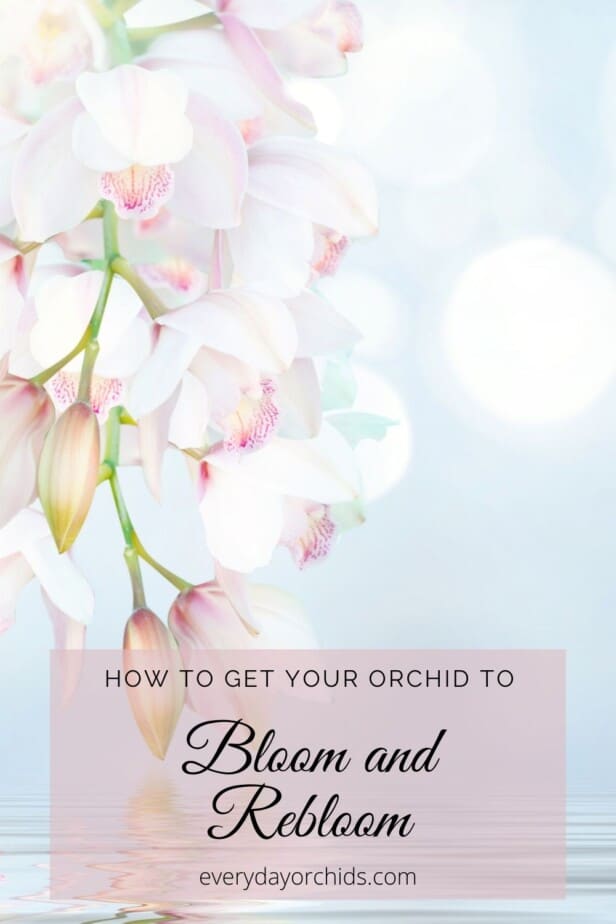 White and pink orchid flowers in bloom