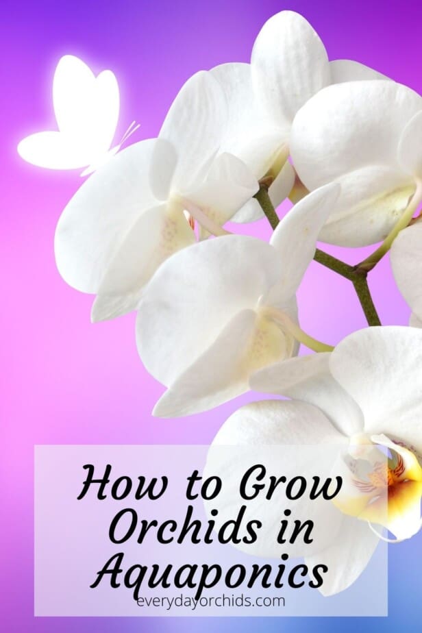 White orchid blooms against a lavendar blue background