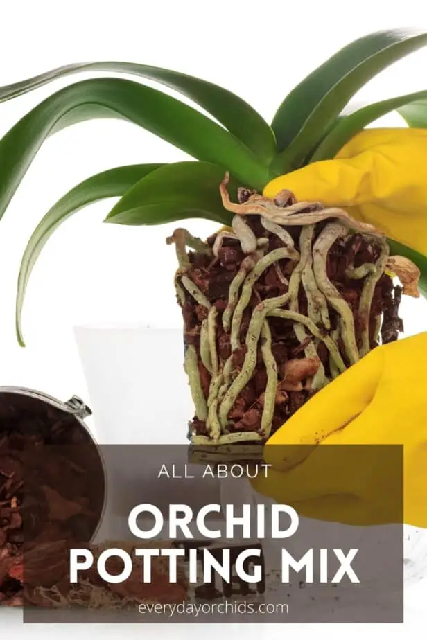 Person repotting an orchid in new potting mix