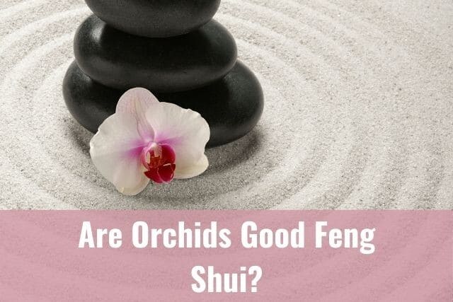 Orchid and black rocks in zen garden