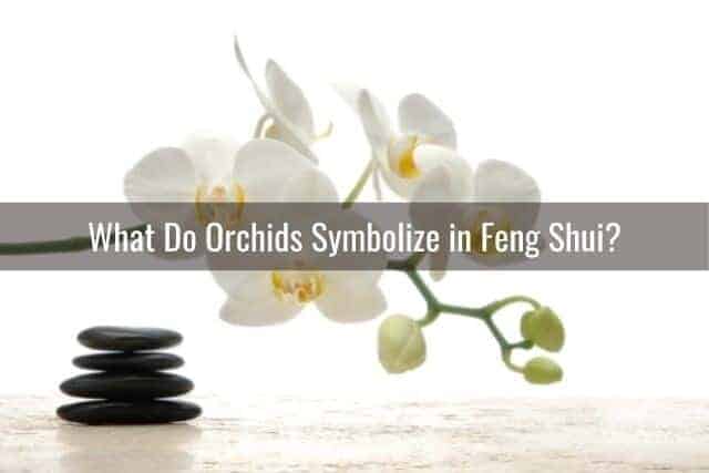 Orchid plant for feng shui