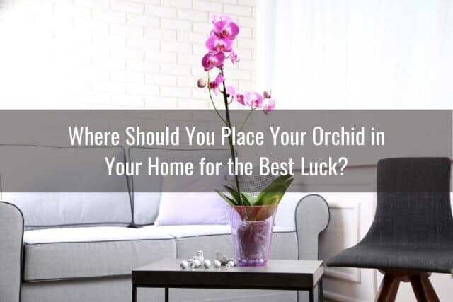 Orchids placed in the home for optimal feng shui