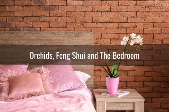 Orchids in pink pot, next to bed in bedroom for increasing feng shui