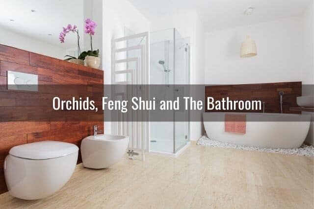 Orchids in bathroom for good feng shui