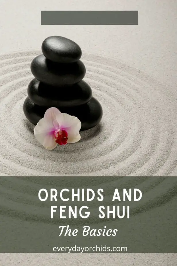 How to Use Orchids to Improve Your Home's Feng Shui - Everyday Orchids