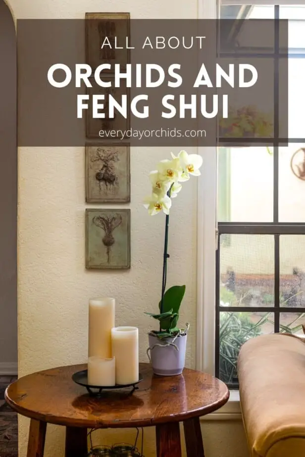 Orchids in the home for feng shui