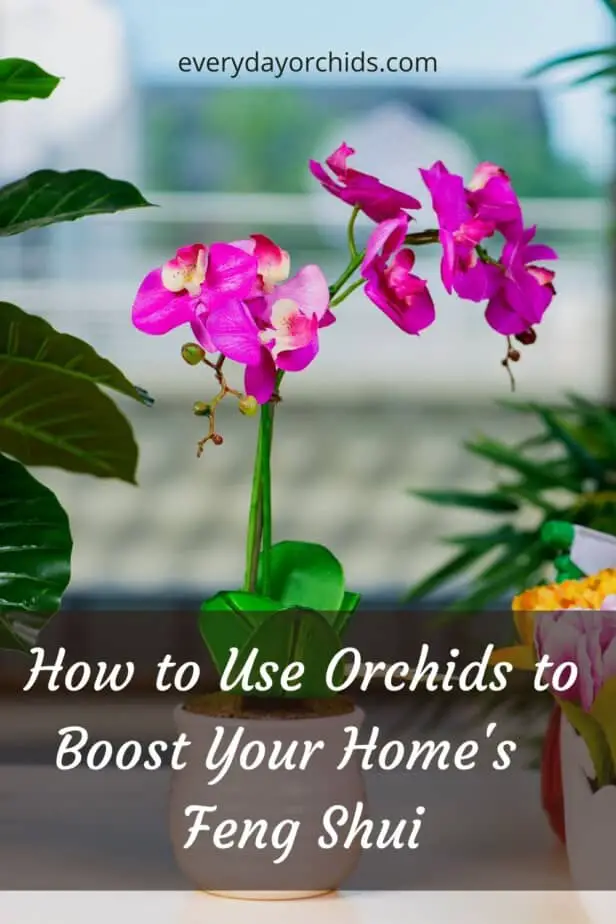 Pink orchids in a home with other plants for feng shui