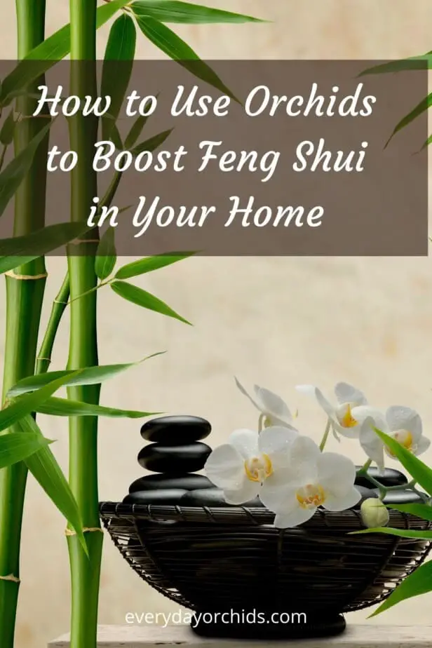 How to Use Orchids to Improve Your Home's Feng Shui - Everyday Orchids