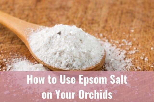 Wooden spoon full of epsom salt, sitting on a table