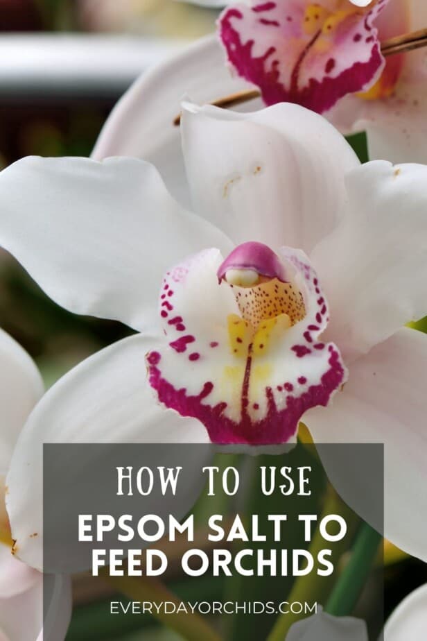 White orchid flower fertilized by Epsom salt