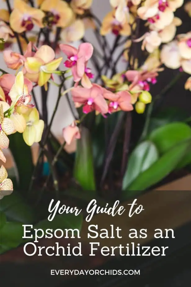 Orchids fertilized by Epsom salt