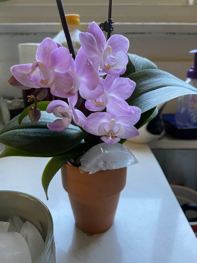 Should You Water Your Orchids With Ice Cubes Everyday Orchids