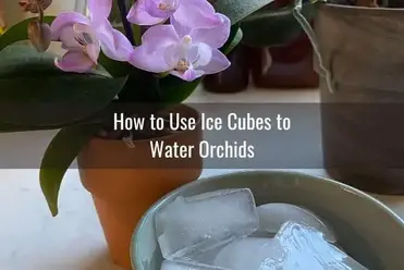Should You Water Your Orchids With Ice Cubes Everyday Orchids
